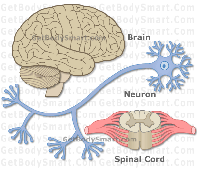 a neuron carrying messages away from the brain or spinal cord